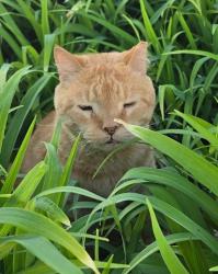 Reunited Male Cat last seen Colwell Park, Plymouth Township, PA 19428