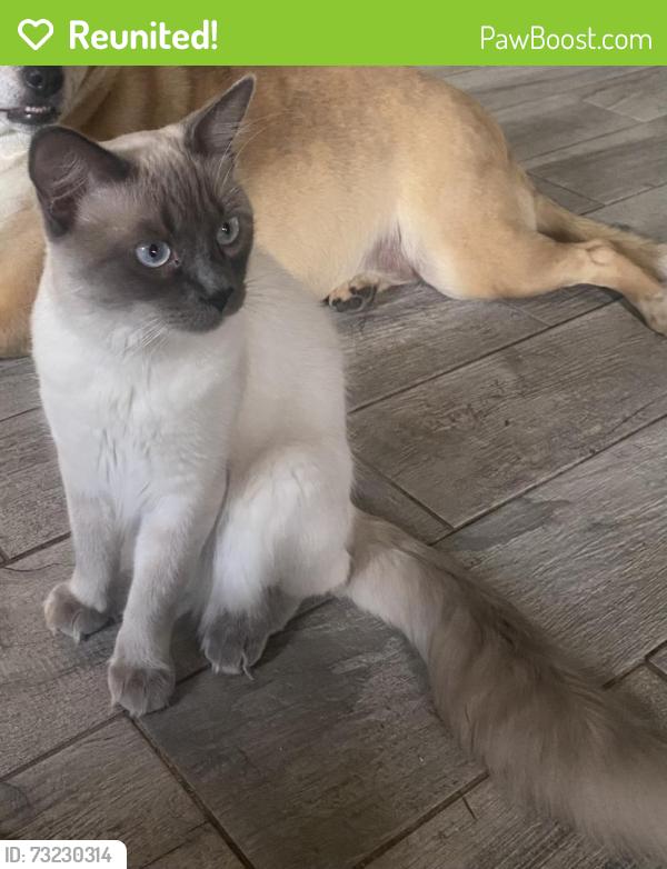 Reunited Male Cat last seen Herzman dr. And skyline, Evergreen, CO 80439