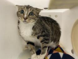 Shelter Stray Female Cat last seen Near BLOCK W STARK ST, 3839 W Burnham St, West Milwaukee, WI 53215, USA