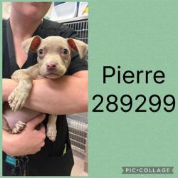 Shelter Stray Male Dog last seen POPLAR ST, 4214 Fulton Mill Rd, Macon, GA 31216, USA