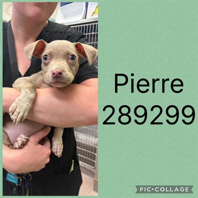 Shelter Stray Male Dog last seen POPLAR ST, 4214 Fulton Mill Rd, Macon, GA 31216, USA