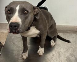 Shelter Stray Female Dog last seen Near BLOCK ARKANSAS AVE, BAKERSFIELD CA 93307, 3951 Fruitvale Ave, Bakersfield, CA 93308, USA