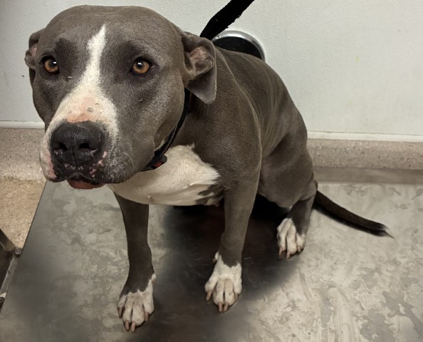 Shelter Stray Female Dog last seen Near BLOCK ARKANSAS AVE, BAKERSFIELD CA 93307, 3951 Fruitvale Ave, Bakersfield, CA 93308, USA