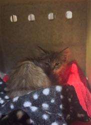 Shelter Stray Female Cat last seen , 4275 Elton St, Baldwin Park, CA 91706, USA