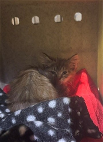 Shelter Stray Female Cat last seen , 4275 Elton St, Baldwin Park, CA 91706, USA