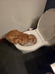 Reunited Male Cat last seen Near 9th Pl S, Des Moines, WA 98198, USA, Des Moines, WA 98198