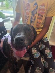 Shelter Stray Female Dog last seen CHARLOTTE, 8315 Byrum Dr, Charlotte, NC 28217, USA