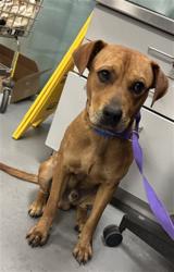 Shelter Stray Male Dog last seen Near BLOCK COLONIAL WAY, SAN JACINTO CA 92583, 581 S Grand Ave, San Jacinto, CA 92582, USA