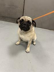 Shelter Stray Female Dog last seen W WHITTIER AVE /S PALM AVE, HEMET, CA, 92543, 581 S Grand Ave, San Jacinto, CA 92582, USA
