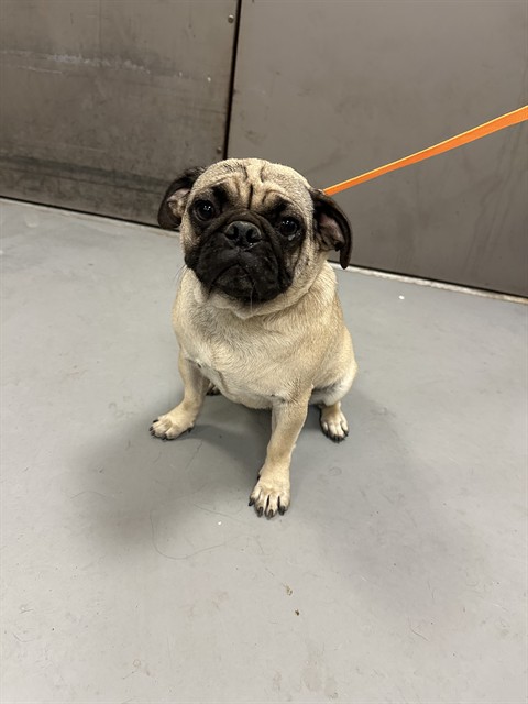 Shelter Stray Female Dog last seen W WHITTIER AVE /S PALM AVE, HEMET, CA, 92543, 581 S Grand Ave, San Jacinto, CA 92582, USA