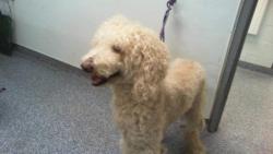 Shelter Stray Male Dog last seen CHARLOTTE, 8315 Byrum Dr, Charlotte, NC 28217, USA