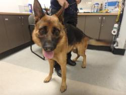 Shelter Stray Male Dog last seen , 14409 Vanowen St, Van Nuys, CA 91405, USA