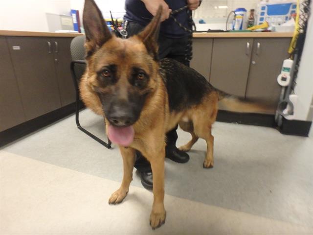 Shelter Stray Male Dog last seen , 14409 Vanowen St, Van Nuys, CA 91405, USA