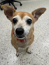 Shelter Stray Female Dog last seen QUIVERA AND NUEVA VISTA, 12155 Park Blvd, Brighton, CO 80601, USA
