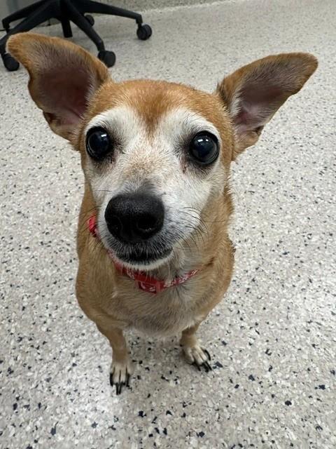 Shelter Stray Female Dog last seen QUIVERA AND NUEVA VISTA, 12155 Park Blvd, Brighton, CO 80601, USA