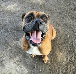Shelter Stray Female Dog last seen Near BLOCK VAN BUREN BL, JURUPA VALLEY, CA, 6851 Van Buren Boulevard, Jurupa Valley, CA 92509, USA
