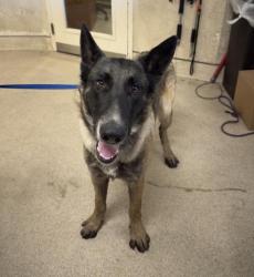 Shelter Stray Male Dog last seen Near BLOCK SANTA ROSA MINE RD, PERRIS, CA, 6851 Van Buren Boulevard, Jurupa Valley, CA 92509, USA
