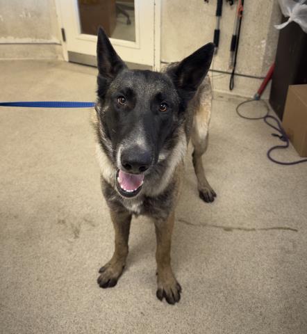 Shelter Stray Male Dog last seen Near BLOCK SANTA ROSA MINE RD, PERRIS, CA, 6851 Van Buren Boulevard, Jurupa Valley, CA 92509, USA