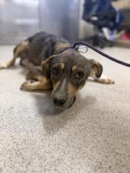 Shelter Stray Female Dog last seen Near BLOCK OLD ELSINORE RD, PERRIS, CA, 6851 Van Buren Boulevard, Jurupa Valley, CA 92509, USA