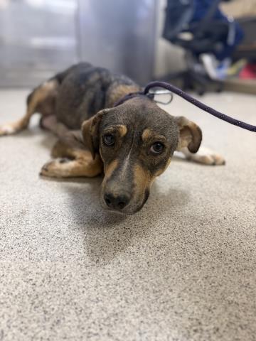Shelter Stray Female Dog last seen Near BLOCK OLD ELSINORE RD, PERRIS, CA, 6851 Van Buren Boulevard, Jurupa Valley, CA 92509, USA
