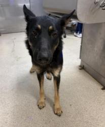 Shelter Stray Female Dog last seen Near BLOCK YUCCA RD, PERRIS, CA, 6851 Van Buren Boulevard, Jurupa Valley, CA 92509, USA