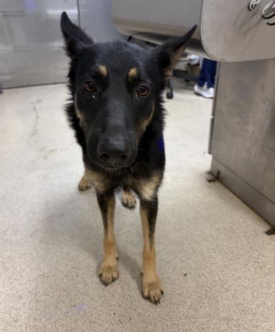 Shelter Stray Female Dog last seen Near BLOCK YUCCA RD, PERRIS, CA, 6851 Van Buren Boulevard, Jurupa Valley, CA 92509, USA