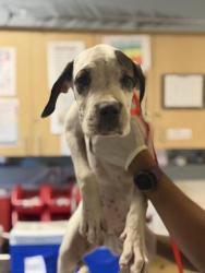 Shelter Stray Female Dog last seen Near BLOCK KENWOOD PL, JURUPA VALLEY, CA, 6851 Van Buren Boulevard, Jurupa Valley, CA 92509, USA
