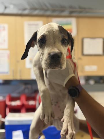Shelter Stray Female Dog last seen Near BLOCK KENWOOD PL, JURUPA VALLEY, CA, 6851 Van Buren Boulevard, Jurupa Valley, CA 92509, USA