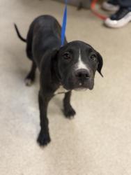 Shelter Stray Female Dog last seen Near BLOCK KENWOOD PL, JURUPA VALLEY, CA, 6851 Van Buren Boulevard, Jurupa Valley, CA 92509, USA