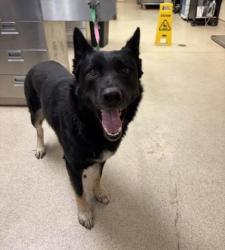 Shelter Stray Male Dog last seen Near BLOCK MARSHALL ST, PERRIS CA 92570, 6851 Van Buren Boulevard, Jurupa Valley, CA 92509, USA
