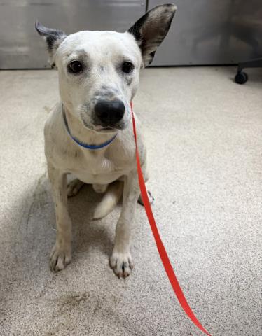 Shelter Stray Male Dog last seen Near BLOCK OLD ELSINORE RD, PERRIS, CA, 6851 Van Buren Boulevard, Jurupa Valley, CA 92509, USA