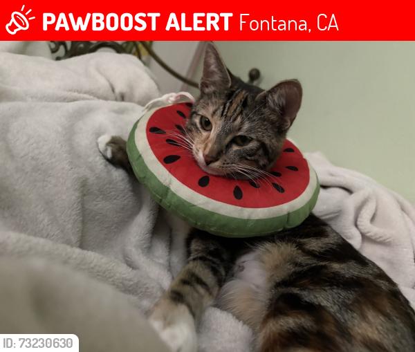 Lost Female Cat last seen marygold ave, Fontana, CA 92376