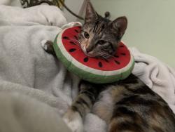 Lost Female Cat last seen marygold ave, Fontana, CA 92376