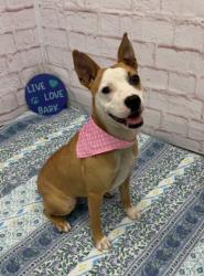 Shelter Stray Female Dog last seen Near BLOCK CHEYENNE ST, DETROIT MI 48227, 7401 Chrysler Dr, Detroit, MI 48211, USA