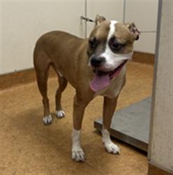 Shelter Stray Male Dog last seen MYRTLE AVE/WATT AVE, 95660, 3839 Bradshaw Rd, Sacramento, CA 95827, USA