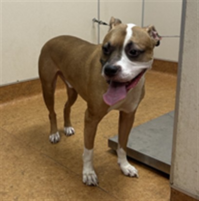 Shelter Stray Male Dog last seen MYRTLE AVE/WATT AVE, 95660, 3839 Bradshaw Rd, Sacramento, CA 95827, USA