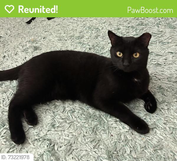 Reunited Male Cat last seen Near Earl and Bagot street heading east towards Hotel Dieu, Kingston, ON K7L 2G9