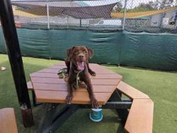 Shelter Stray Male Dog last seen GREAT SOUTHERN OVERLAND STG, 2481 Palomar Airport Rd, Carlsbad, CA 92011, USA