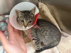 Shelter Stray Female Cat last seen ROBELINI DR, 2481 Palomar Airport Rd, Carlsbad, CA 92011, USA