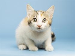 Shelter Stray Female Cat last seen UNKNOWN, 5501 E Van Buren St, Phoenix, AZ 85008, USA