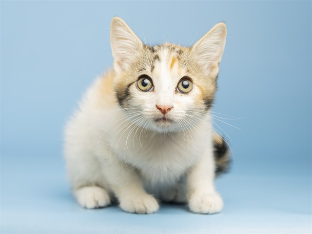 Shelter Stray Female Cat last seen UNKNOWN, 5501 E Van Buren St, Phoenix, AZ 85008, USA