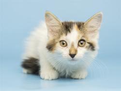 Shelter Stray Female Cat last seen UNKNOWN, 5501 E Van Buren St, Phoenix, AZ 85008, USA