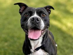 Shelter Stray Female Dog last seen PINE VALLEY, 5821 Sweetwater Rd, Bonita, CA 91902, USA
