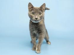 Shelter Stray Female Cat last seen A26-105154, 5501 E Van Buren St, Phoenix, AZ 85008, USA