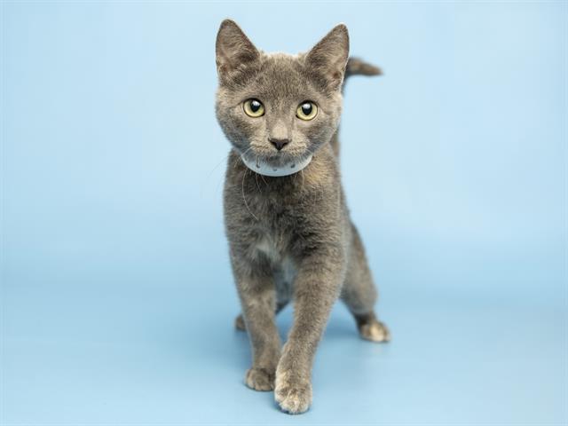 Shelter Stray Female Cat last seen A26-105154, 5501 E Van Buren St, Phoenix, AZ 85008, USA