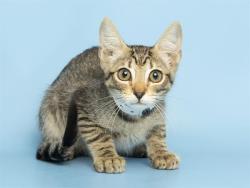 Shelter Stray Male Cat last seen W MOUNTAN VIEW RD & N 19TH AVE, 5501 E Van Buren St, Phoenix, AZ 85008, USA