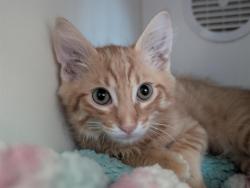 Shelter Stray Male Cat last seen , 600 Aviation Dr, Camarillo, CA 93010, USA