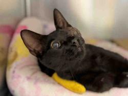 Shelter Stray Male Cat last seen RIOS CANYON, 5821 Sweetwater Rd, Bonita, CA 91902, USA