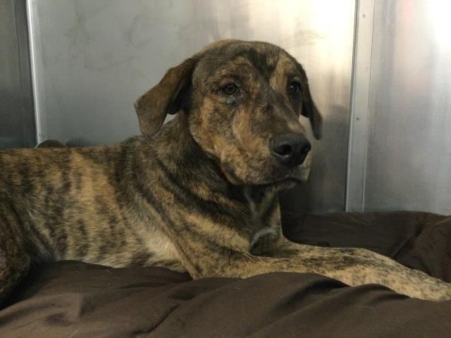 Shelter Stray Male Dog last seen Near BLOCK CHIRIACO RD. CHIRIACO SUMMIT CA 92201, 72050 Pet Land Pl, Thousand Palms, CA 92276, USA