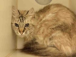Shelter Stray Female Cat last seen FND N MAGNOLIA AVE, 5821 Sweetwater Rd, Bonita, CA 91902, USA
